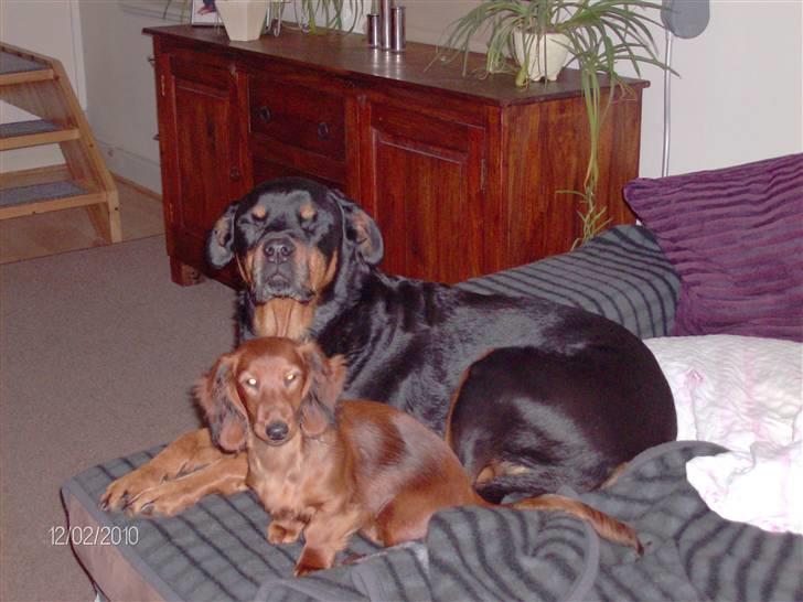 Gravhund Hylleholts Jannie - Luna - Hygger hos Sussi billede 16