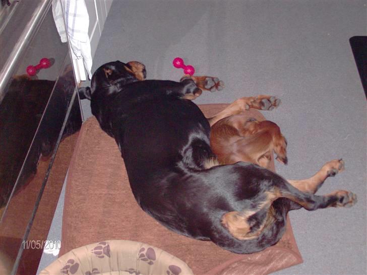 Gravhund Hylleholts Jannie - Luna - Trygt at ligge hos en Rottweiler billede 17