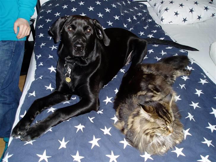 Blanding af racer Ecko broweiler R.I.P - Dejlige smukke Ecko 24 uger gammel og Kathleen vores maine coon. billede 18