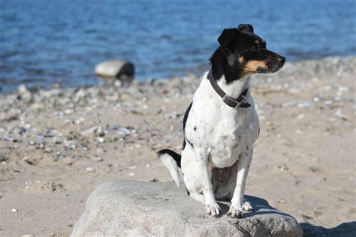 Dansk svensk gaardhund Coco billede 11