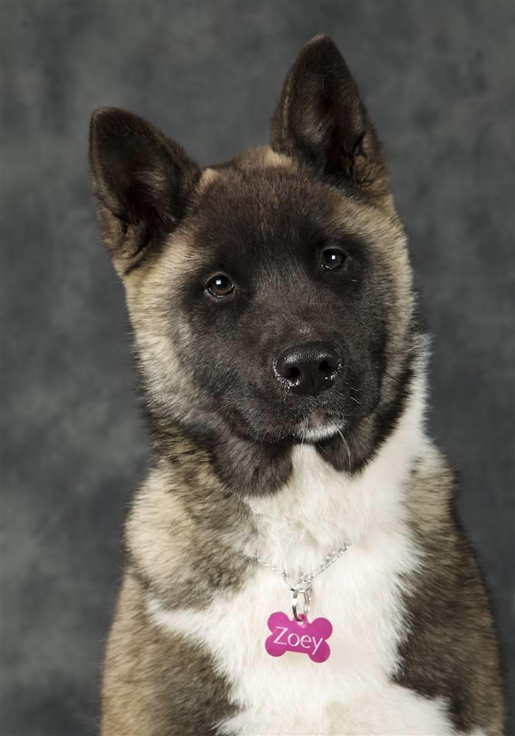 American Akita Zoey<3<3 billede 2