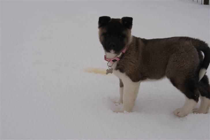 American Akita Zoey<3<3 - er det mig du kalder på? billede 4