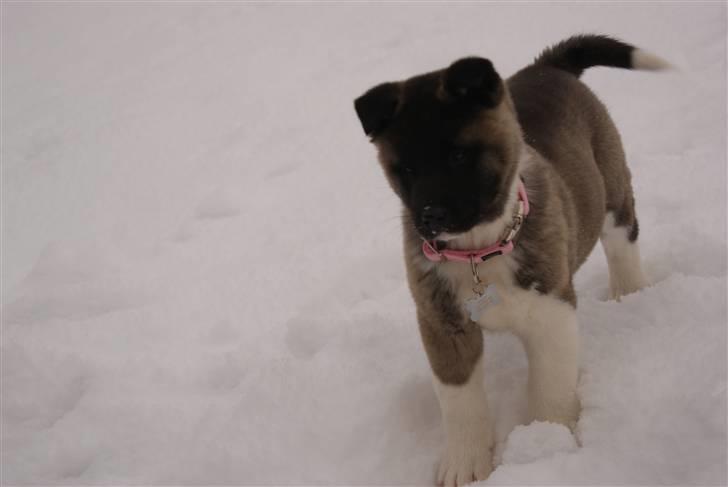 American Akita Zoey<3<3 - HEEEJ med jer :) billede 5