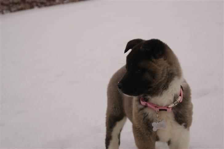 American Akita Zoey<3<3 - hvad sker der derovre? billede 6