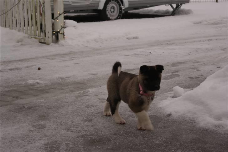 American Akita Zoey<3<3 - Puh det er glat:) billede 7
