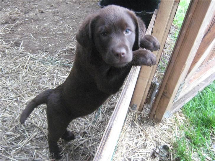 Labrador retriever Aslan billede 3