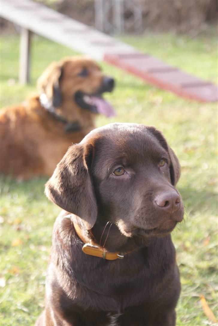 Labrador retriever Aslan billede 2