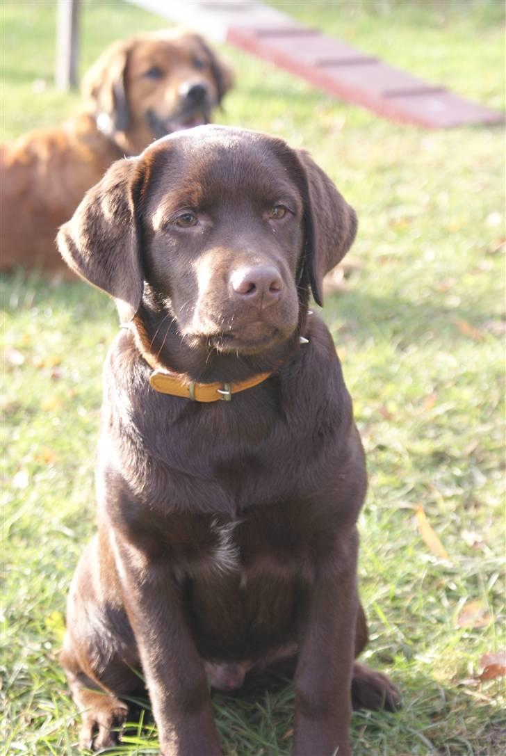 Labrador retriever Aslan billede 1