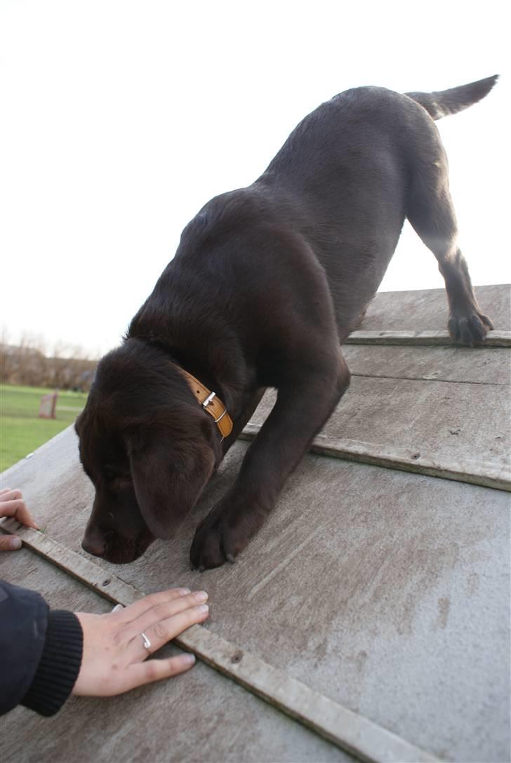 Labrador retriever Aslan billede 13