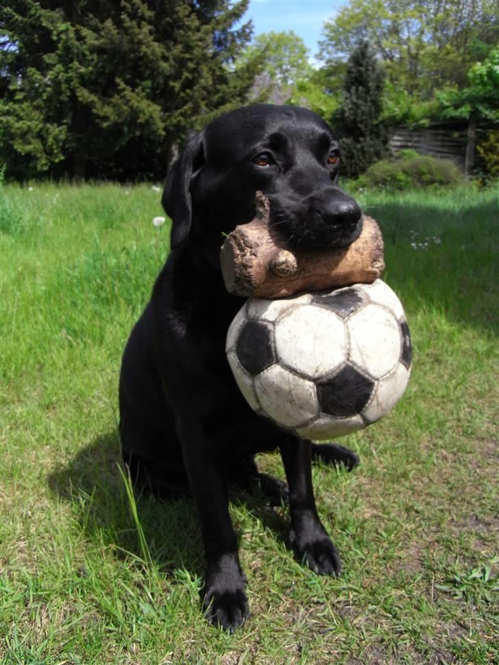 Labrador retriever Rick billede 2