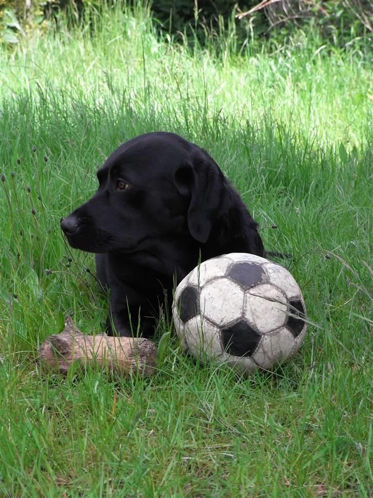 Labrador retriever Rick billede 3