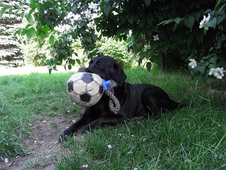 Labrador retriever Rick billede 4