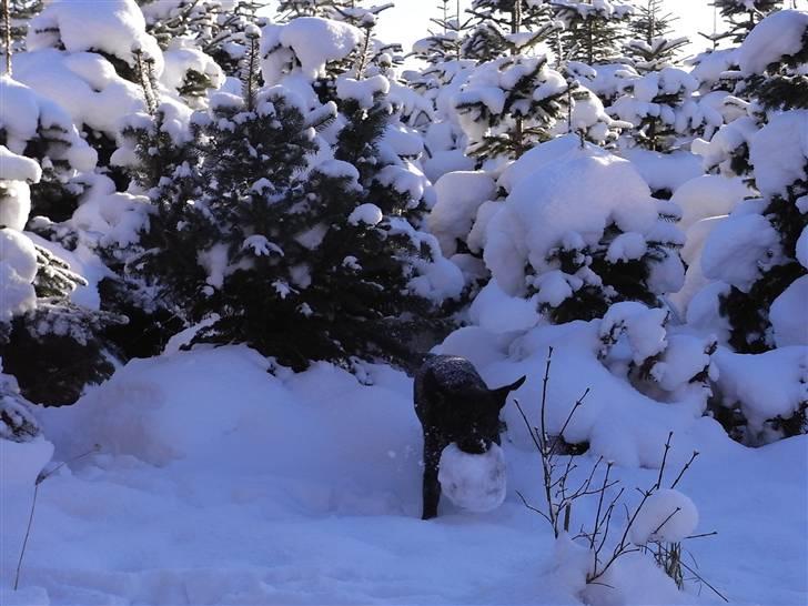 Labrador retriever Rick billede 6