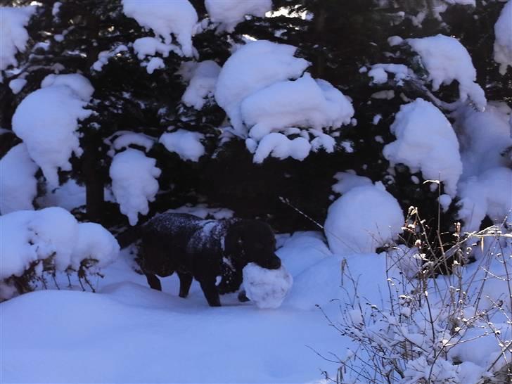 Labrador retriever Rick billede 7