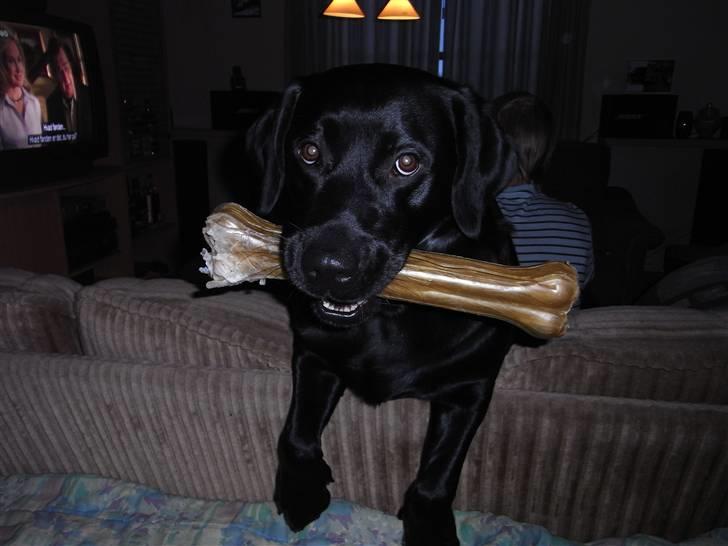 Labrador retriever Rick billede 8