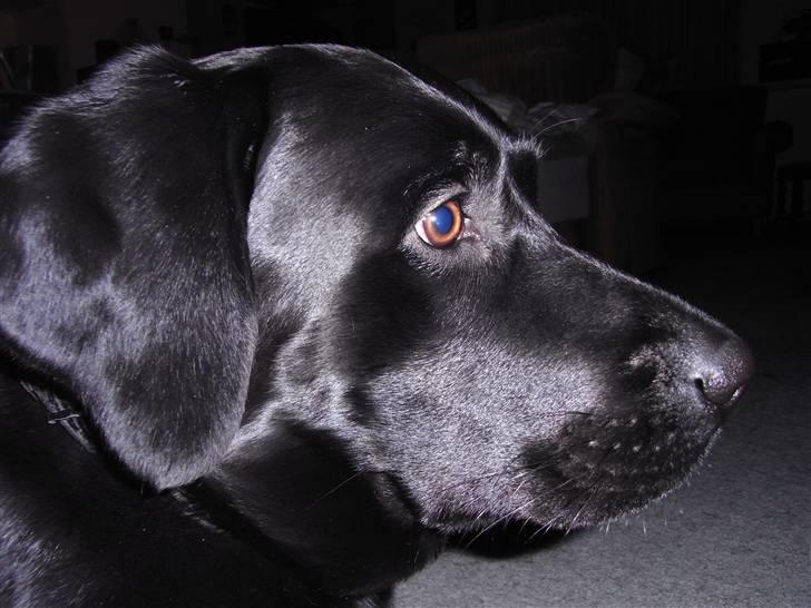 Labrador retriever Rick billede 9