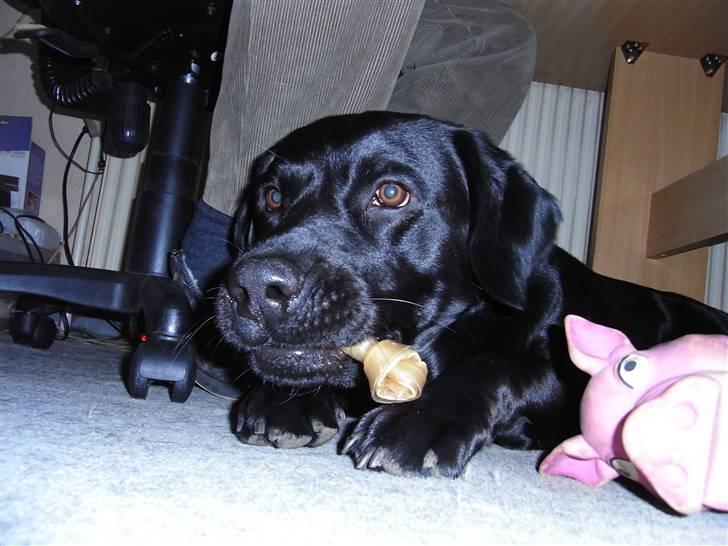 Labrador retriever Rick billede 10