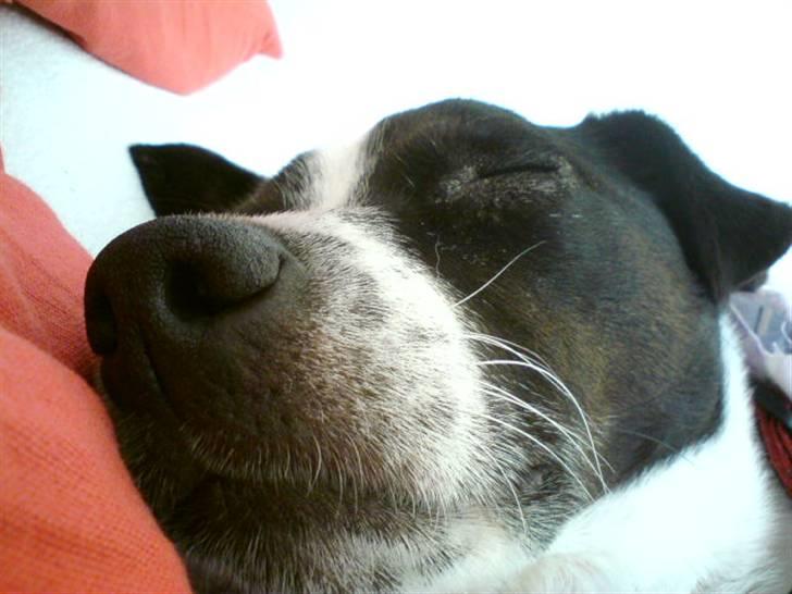 Dansk svensk gaardhund Futte billede 9