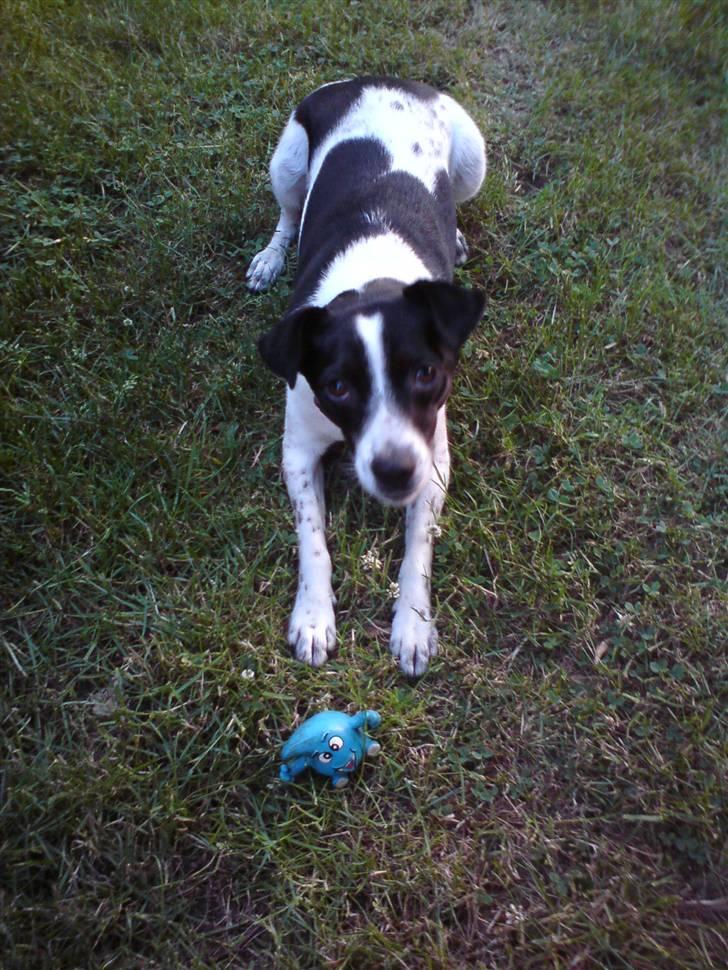 Dansk svensk gaardhund Futte billede 10
