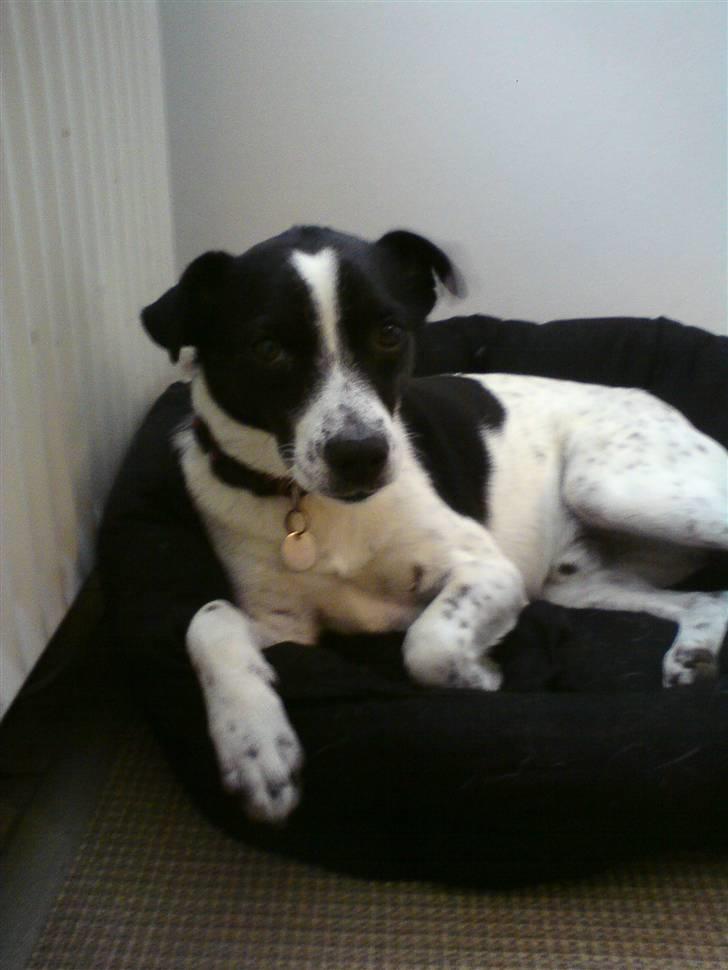 Dansk svensk gaardhund Futte billede 11