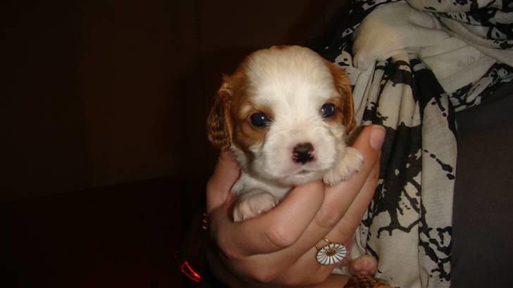 Cavalier king charles spaniel Emma - Emmas hvalp 4 uger gammel  1 ud af 6 hvalpe.  billede 7
