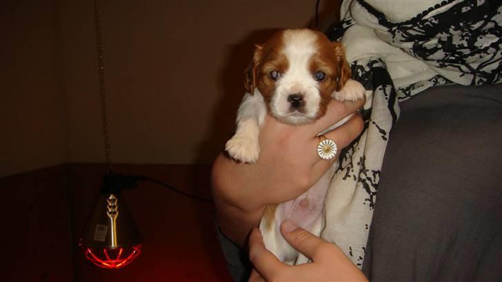 Cavalier king charles spaniel Emma - Her er jeg ..rigtig lækker hvalp ...2 ud af 6 hvalpe billede 8