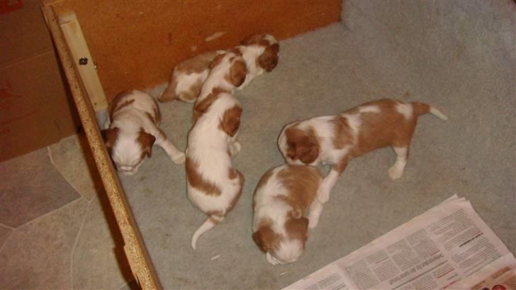 Cavalier king charles spaniel Emma - Her ligger vi ..men vil bare sove  trat efter at vi er blevet vejet  den største vejer 1200g billede 9