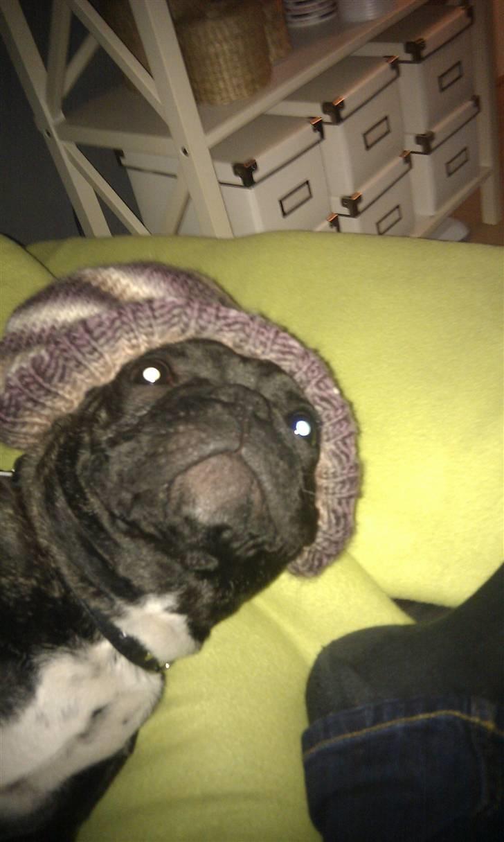 Fransk bulldog Ozzy billede 9