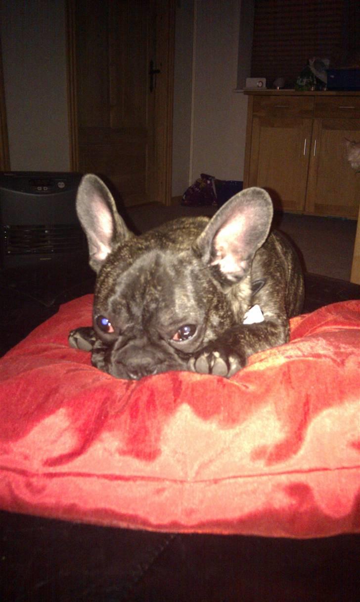 Fransk bulldog Ozzy billede 10