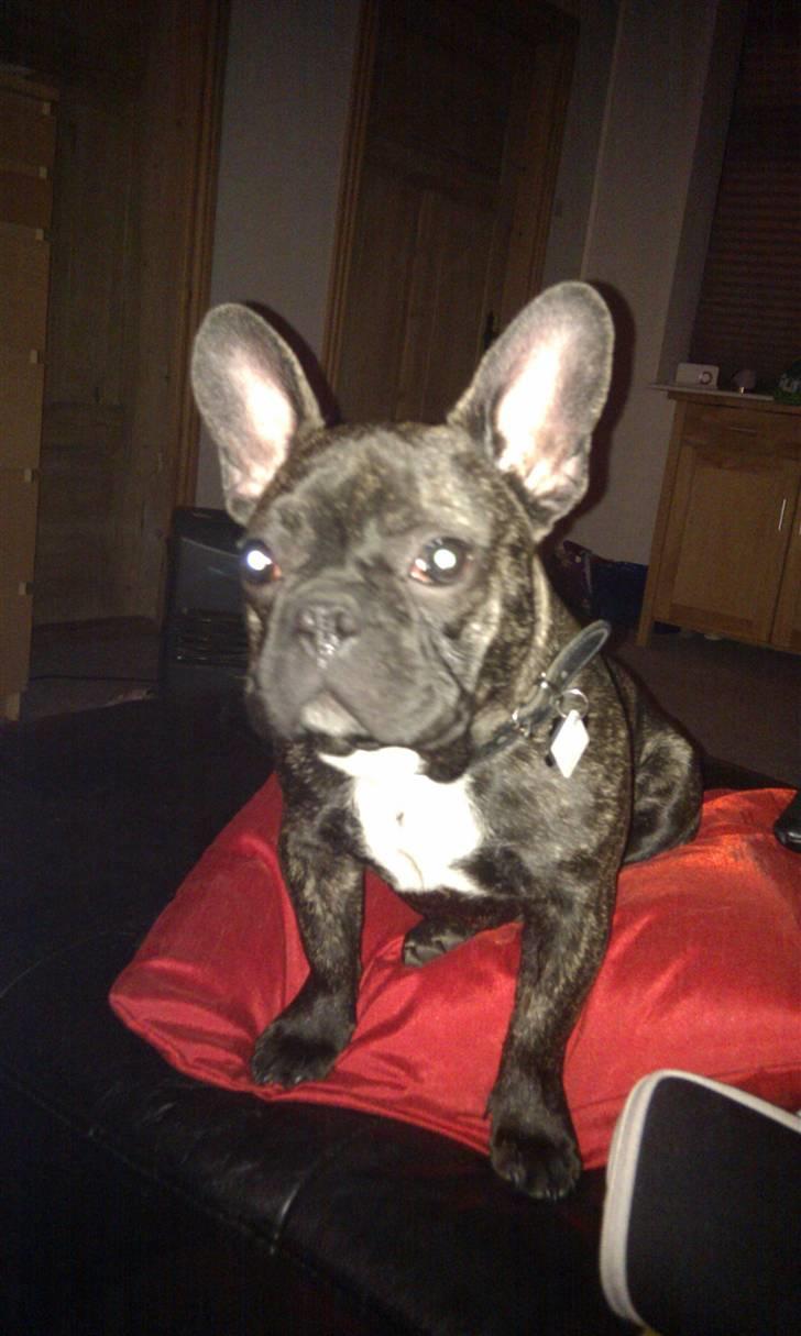 Fransk bulldog Ozzy billede 11