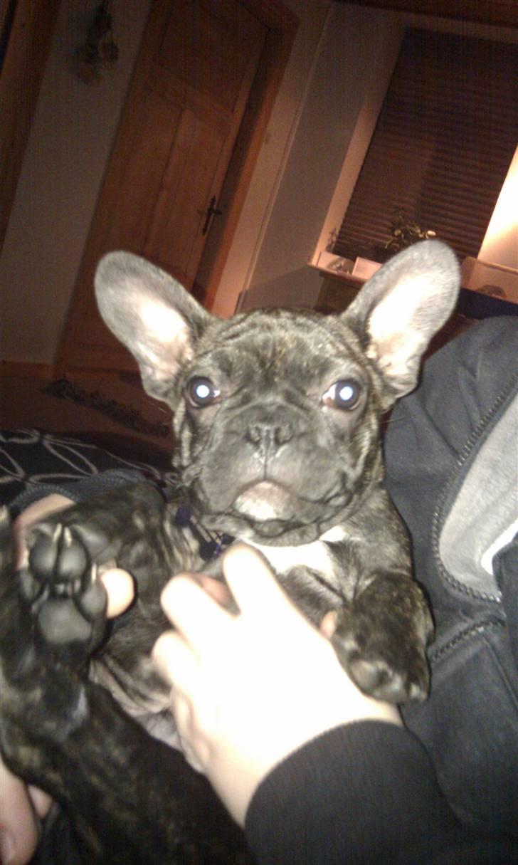 Fransk bulldog Ozzy billede 12