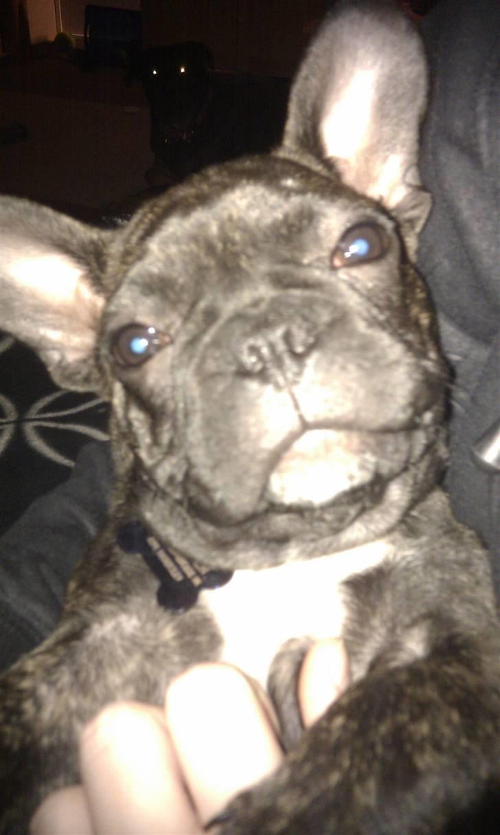 Fransk bulldog Ozzy billede 13