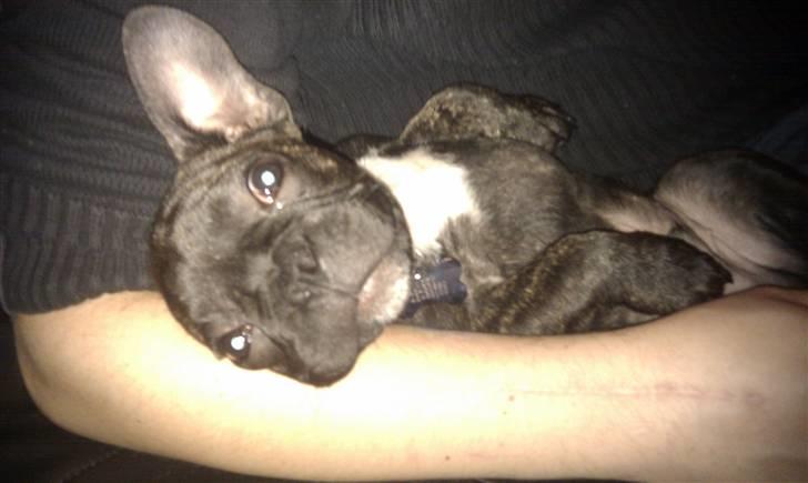 Fransk bulldog Ozzy billede 14
