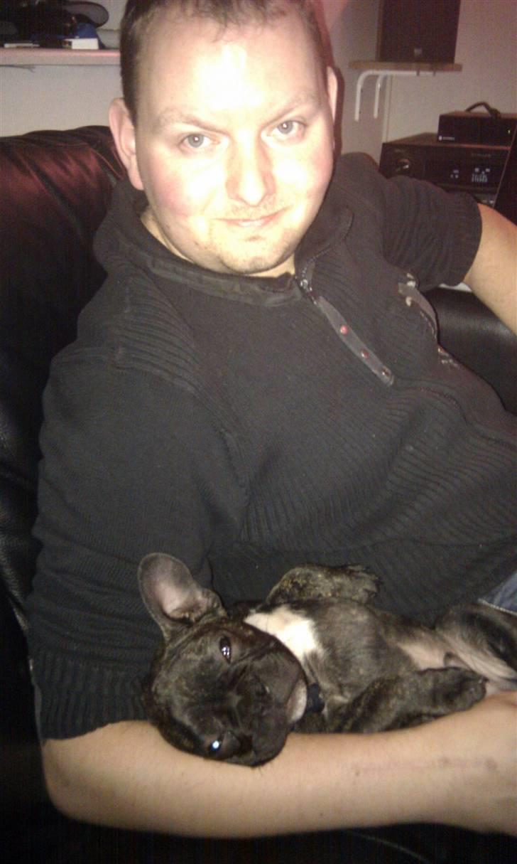 Fransk bulldog Ozzy billede 15