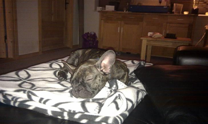 Fransk bulldog Ozzy billede 16