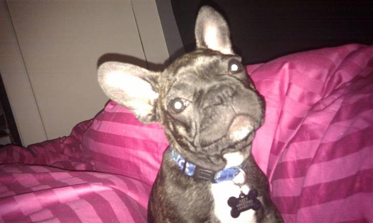 Fransk bulldog Ozzy billede 17
