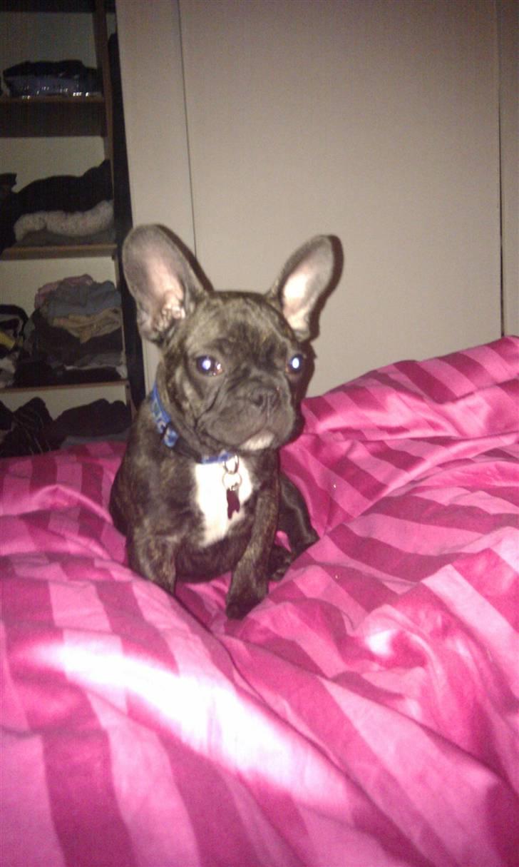 Fransk bulldog Ozzy billede 18