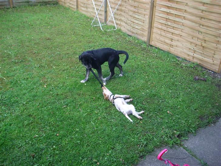 Cocker spaniel Jadzia *R.I.P.* billede 8