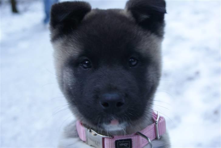 American Akita Zoey<3<3 - hej Kamera :) billede 8