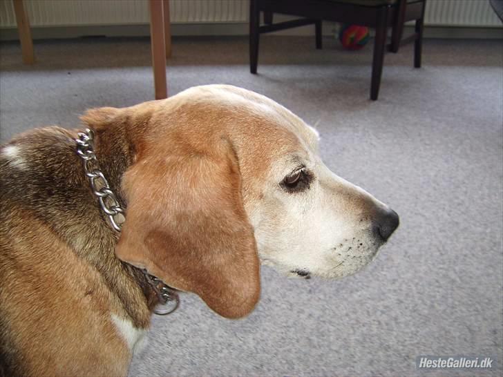 Blanding af racer Tayson<3 †R.I.P† billede 1