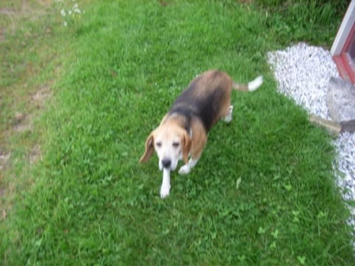 Blanding af racer Tayson<3 †R.I.P† billede 2