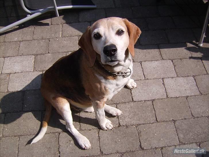 Blanding af racer Tayson<3 †R.I.P† billede 3