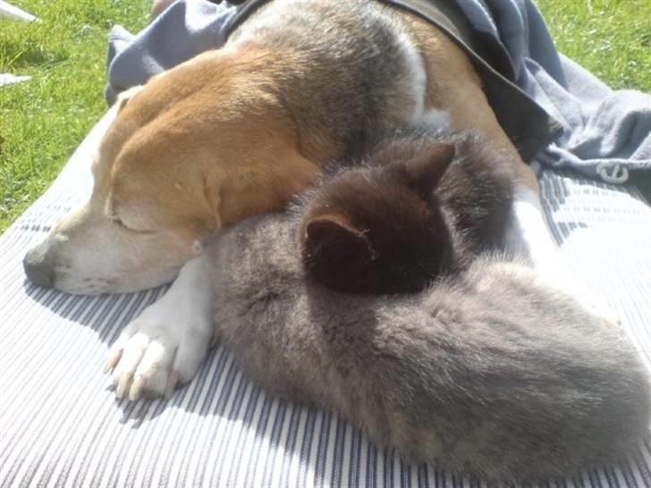 Blanding af racer Tayson<3 †R.I.P† billede 4