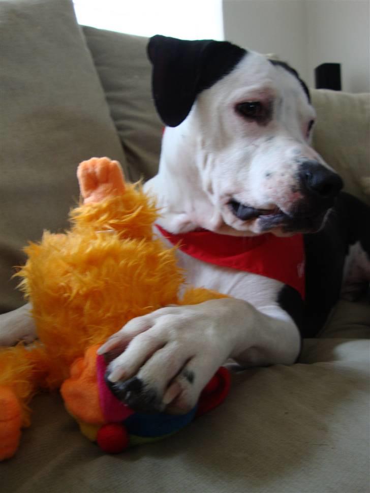 Amerikansk staffordshire terrier Baily " The one and only " - Dejlige vovse <3 billede 12