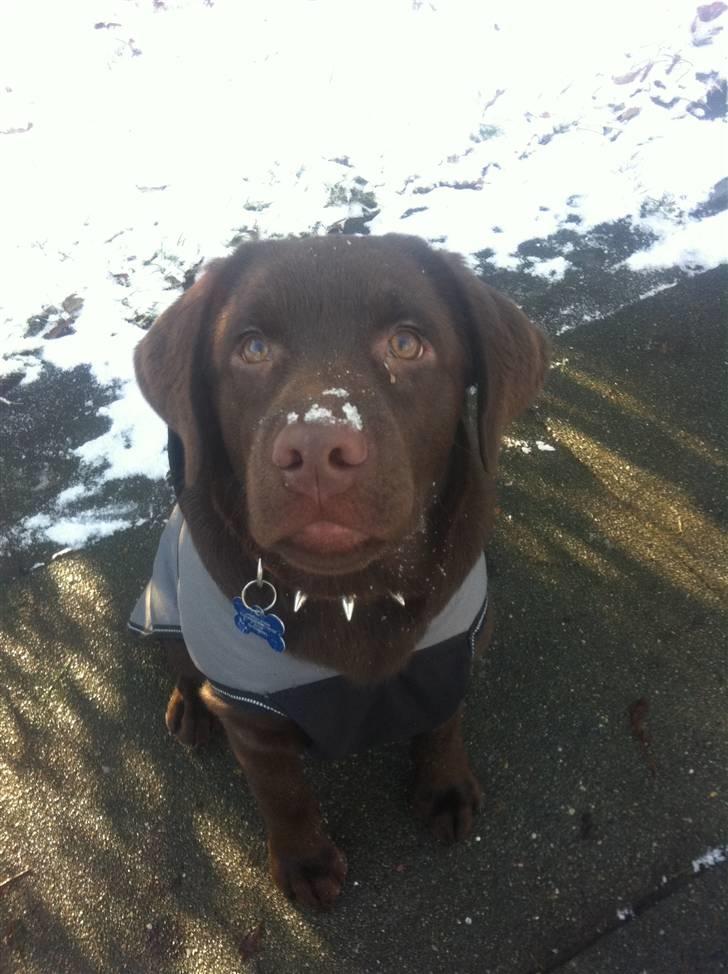 Labrador retriever Aslan billede 14