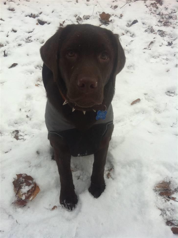 Labrador retriever Aslan billede 15