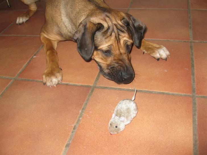 Blanding af racer Luna billede 13