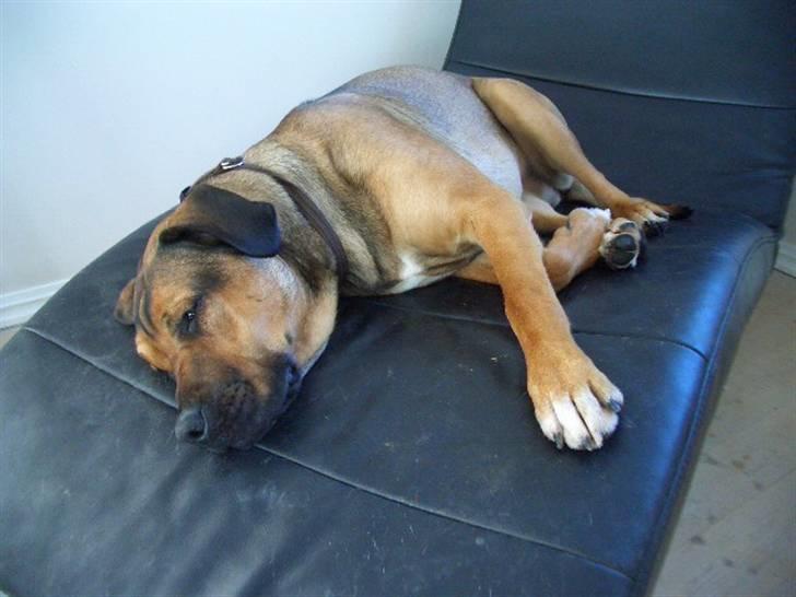 Blanding af racer Luna billede 15