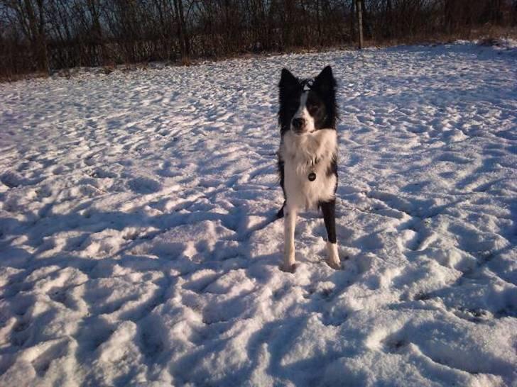 Border collie chang - snee billede 19