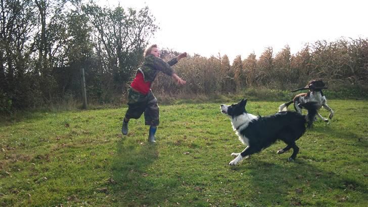 Border collie chang - lege billede 20